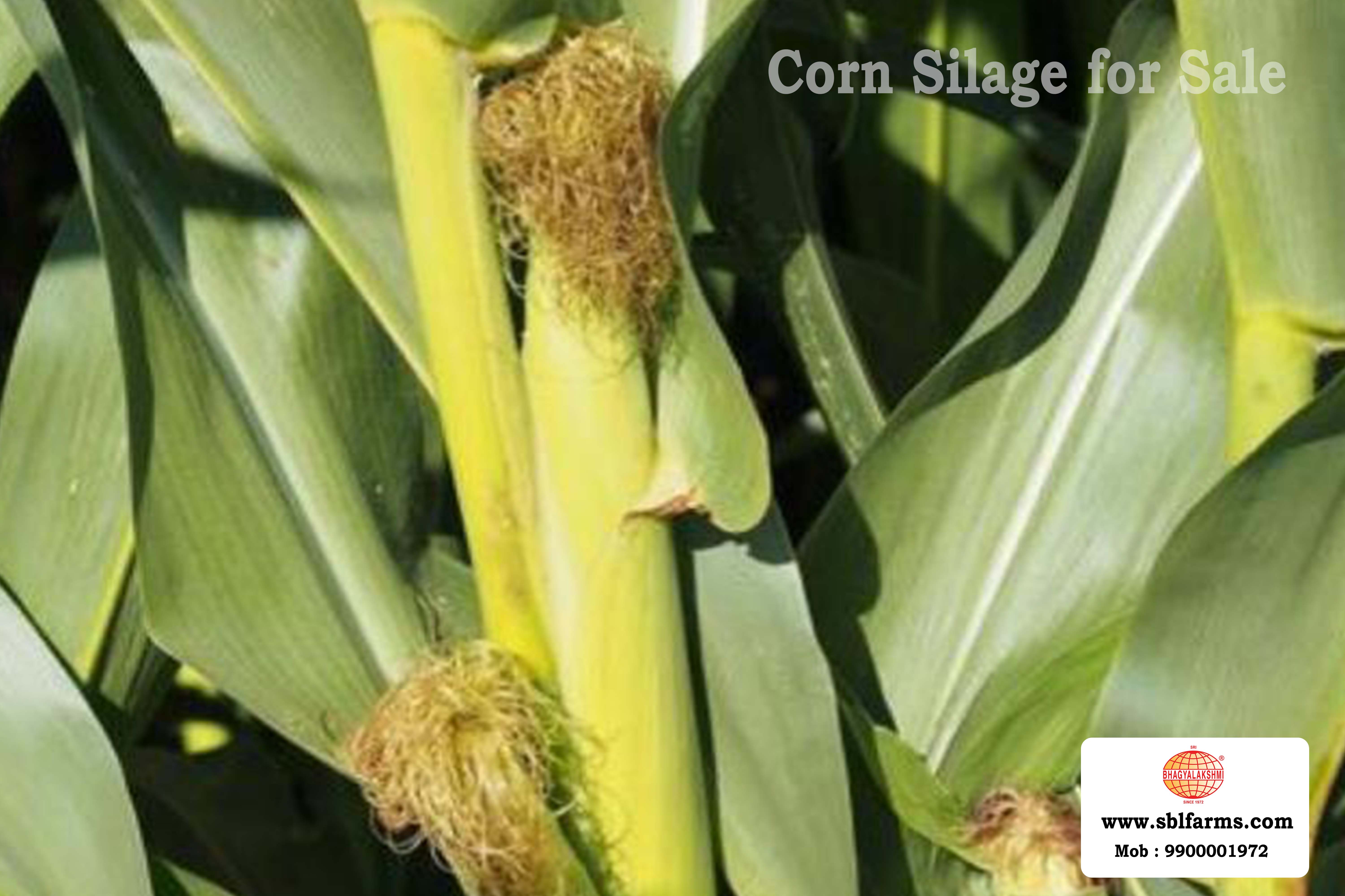 Corn Silage Suppliers in Bangalore | Corn Silage for Sale  |  Corn Silage, Baby Corn Silage manufacturers, suppliers & exporters in Bangalore | corn silage for sale in bangalore |  Sri Bhagyalakshmi Farms Corn Silage Bangalore| Silage Balers | Animal Feed Manufacturers | Production of Silage |Cattle feed manufacturers & suppliers - SBL Farms is solving the biggest fodder crisis in India, by supplying Silage bales, Bailing machines to dairy farmers, Cooperatives, Animal Husbandry | Best Cattle Feed Manufacturers & Silage Suppliers in India | Indias Best Baled Silage Producers
